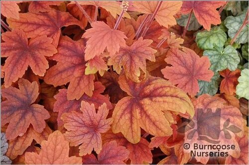 x HEUCHERELLA 'Sweet Tea'  